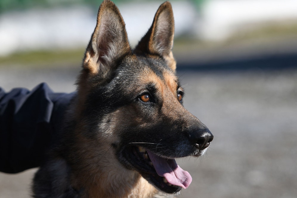 Polizeihunde kamen zum Einsatz.