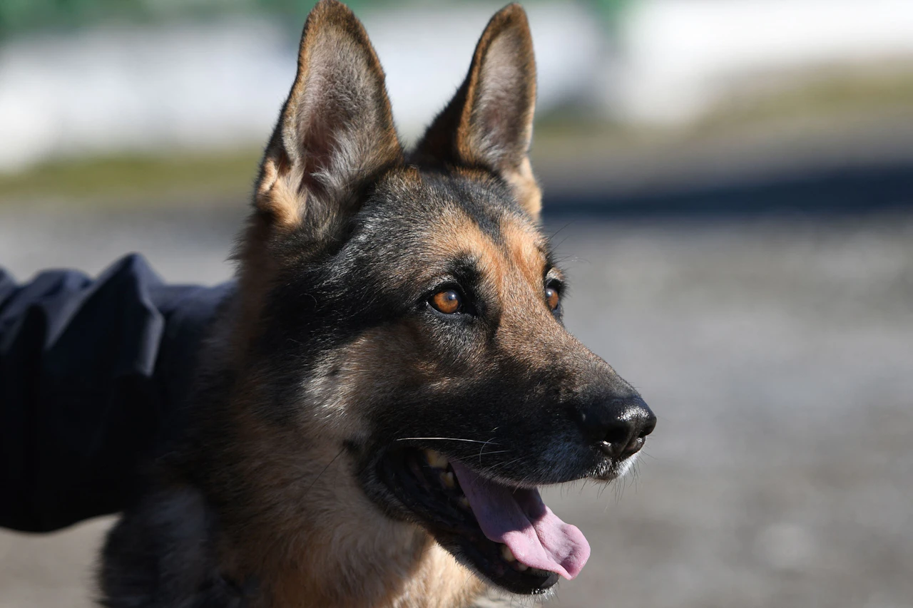 Heute.at - Verdächtiger nach Prügelei von Polizeihunden aufgespürt