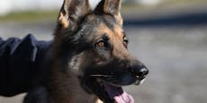 Verdächtiger nach Prügelei von Polizeihunden aufgespürt