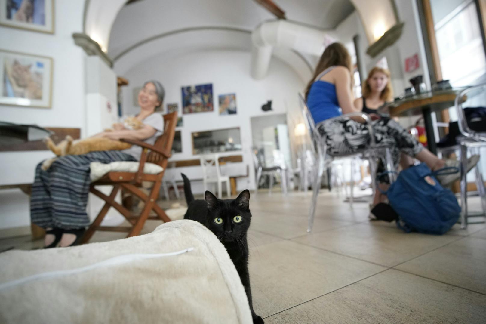 "Im Café Neko feiern wir jeden Tag den Tag der Katze"