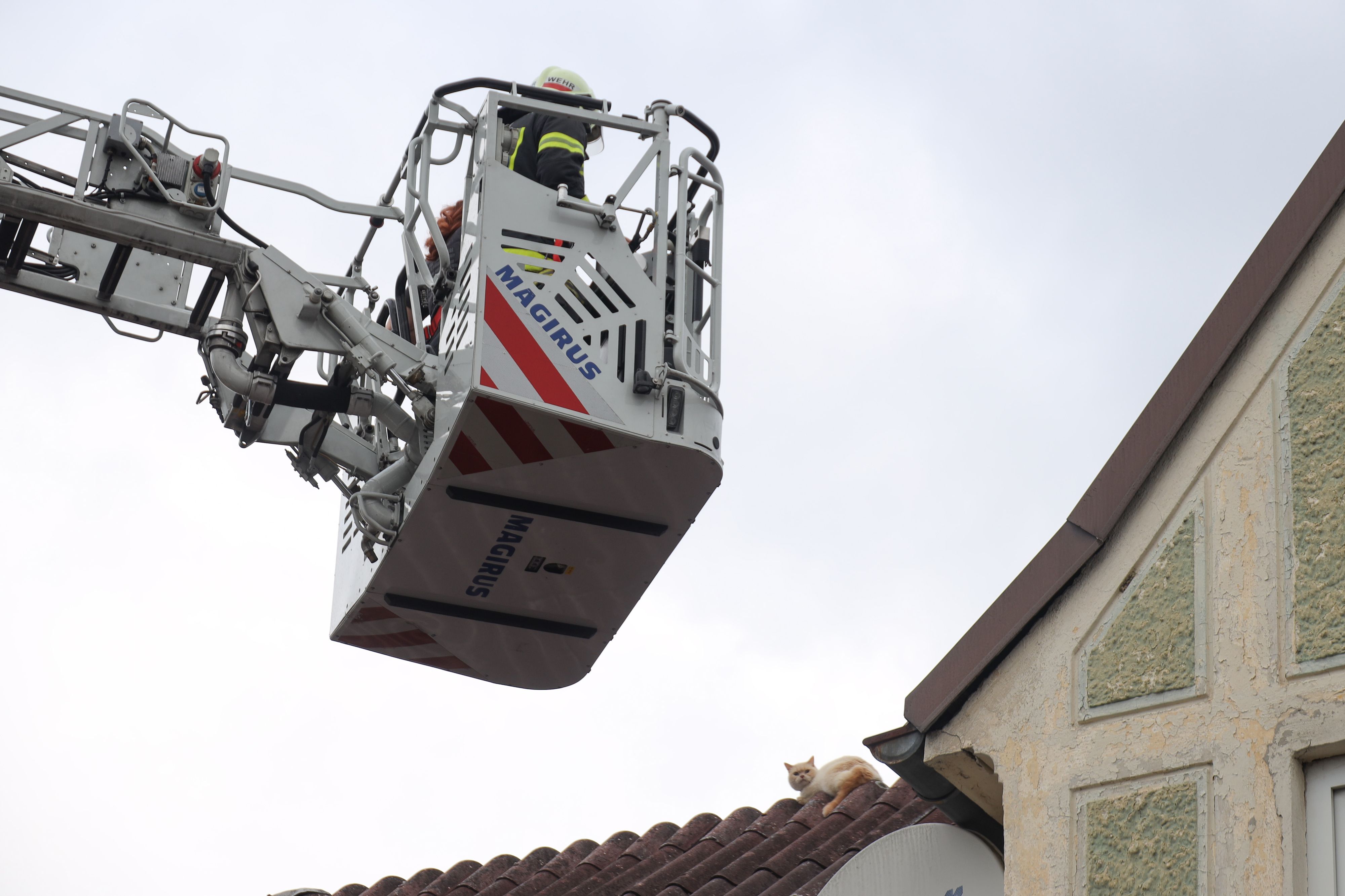 Die Feuerwehr rettete "Chili" mit einer Drehleiter.