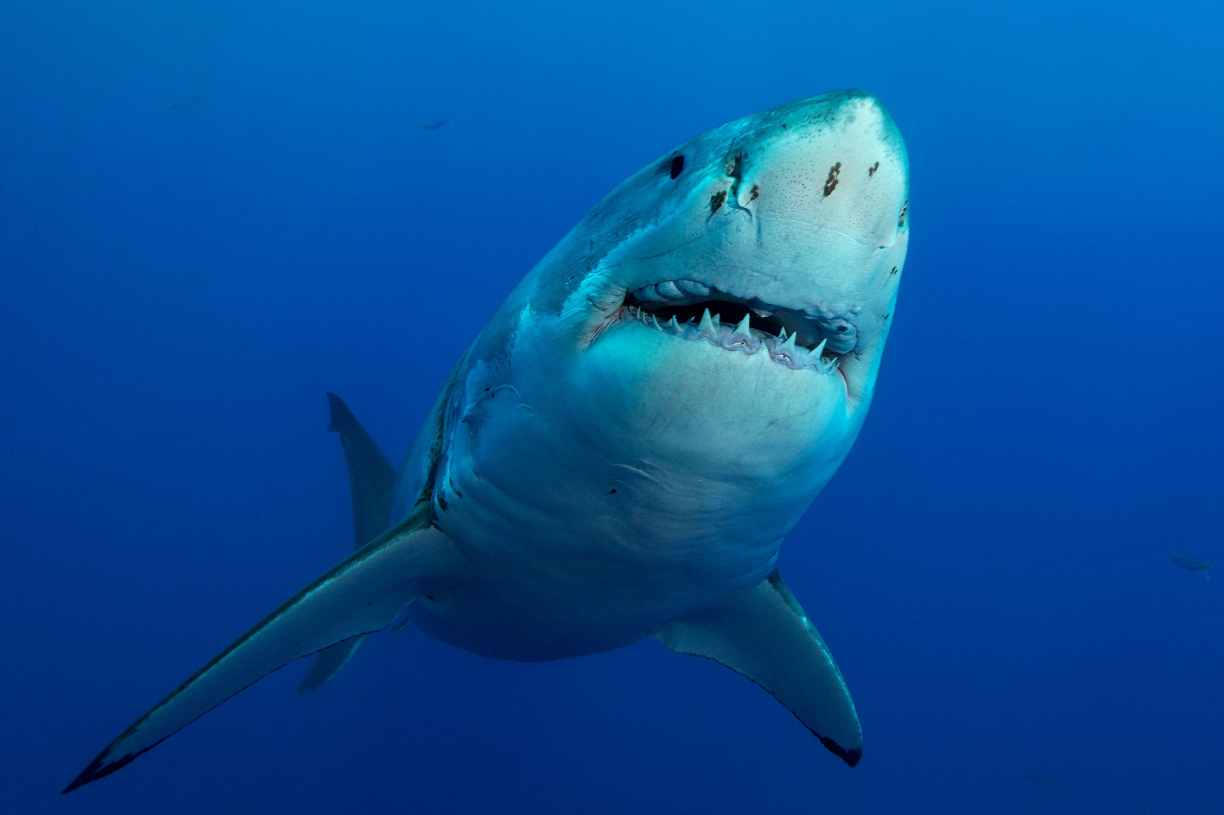 Ein Weißer Hai im Ozean. Symbolbild