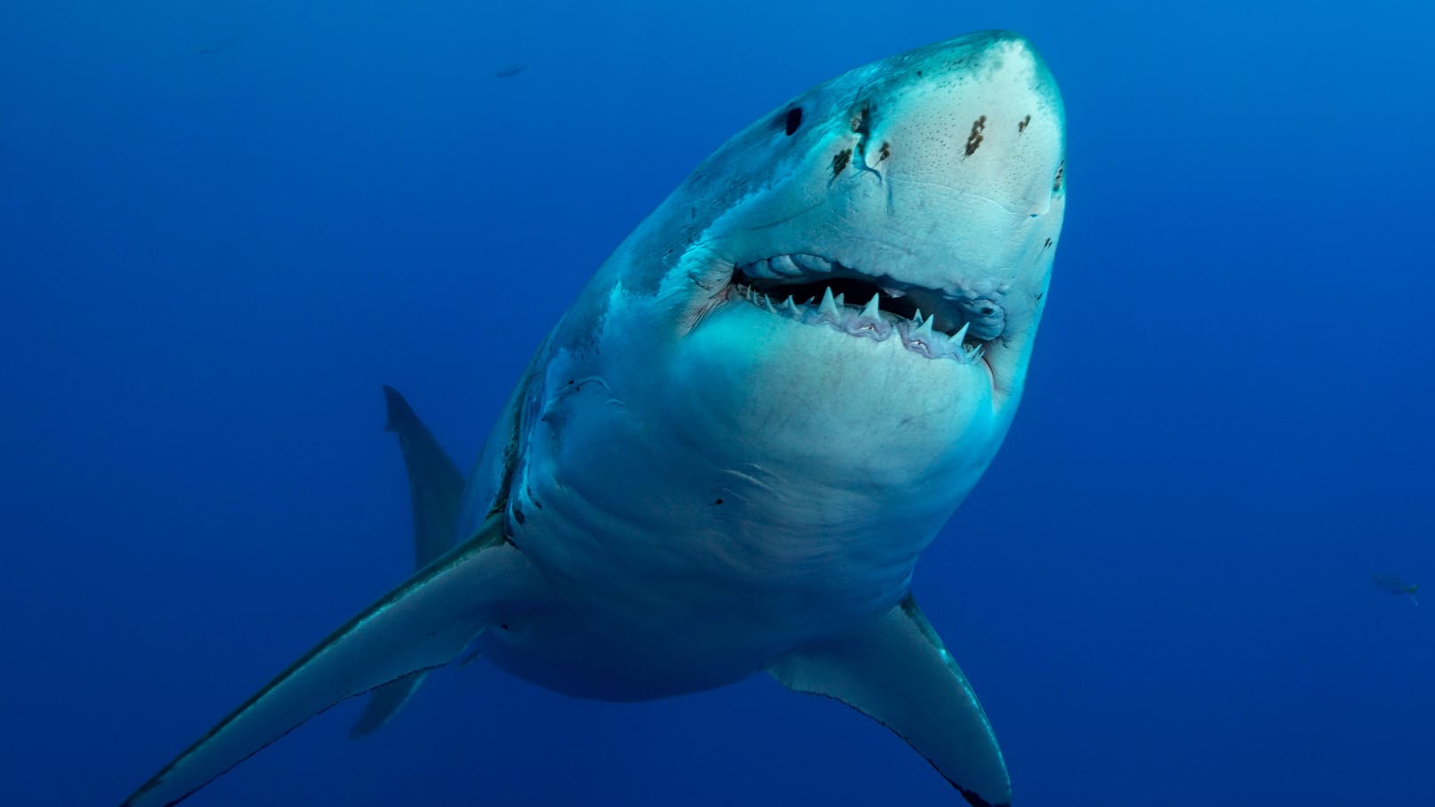 Der <strong>Weiße Hai</strong> ist mit bis zu sieben Metern Länge und bis zu vier Tonnen Gewicht der größte Raubfisch im Ozean.