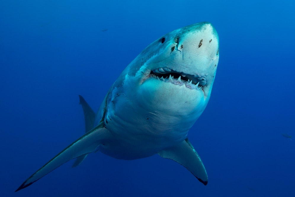 Ein Weißer Hai im Ozean. Symbolbild