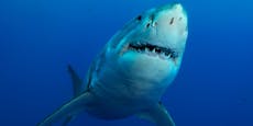 Hai attackiert Amerikaner und rettet ihm so das Leben