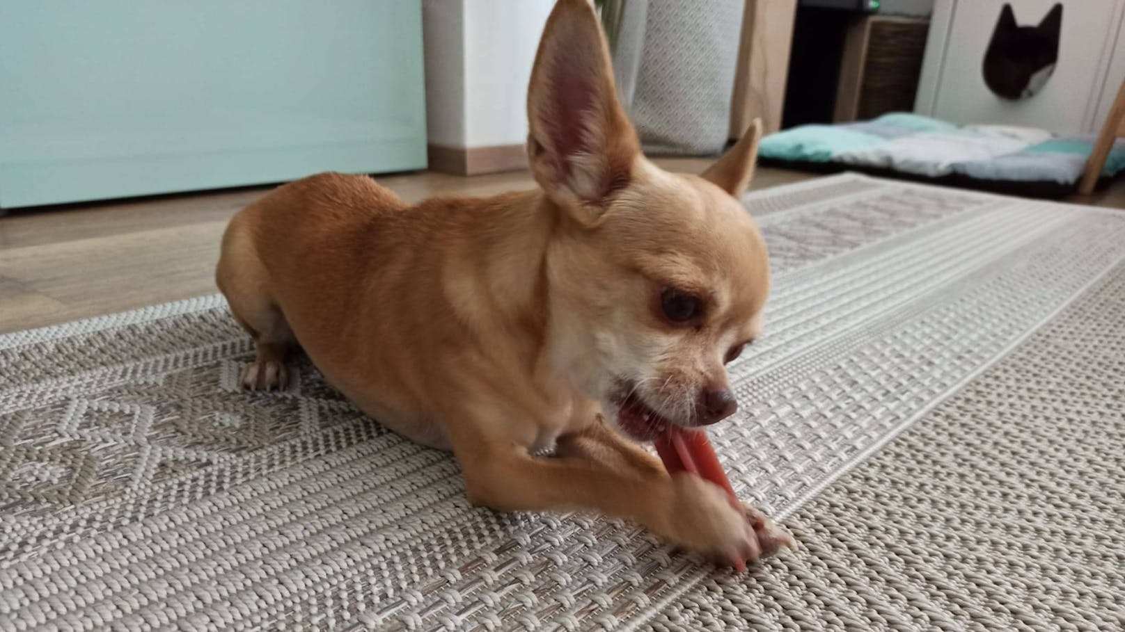 Die Chihuahua-Hündin "Elsa" verschwand in der Obhut ihrer Hundesitterin. 