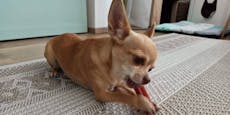 Hilfe! Chihuahua "Elsa" verschwand mysteriös in Wien