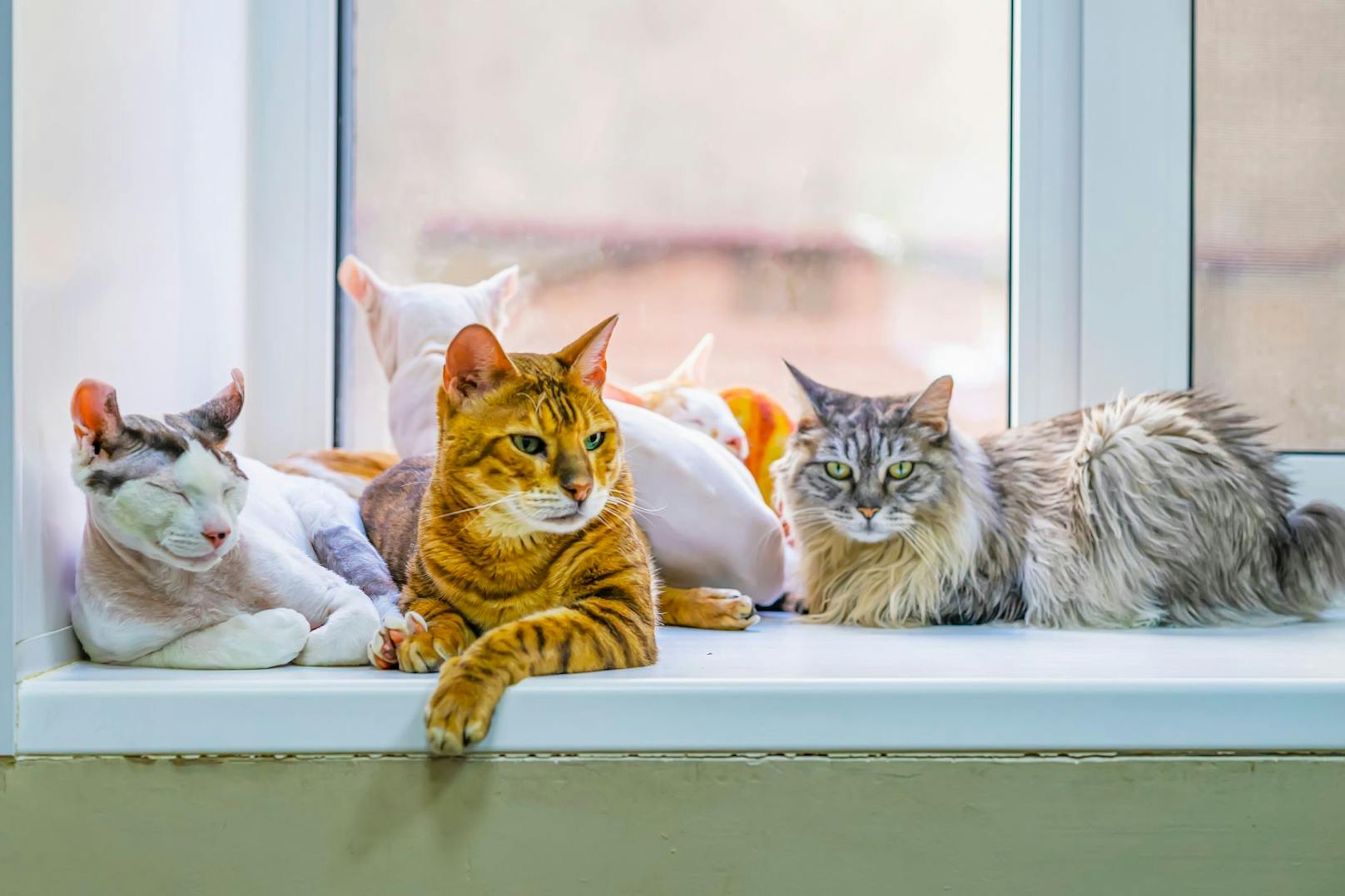 Weltkatzentag – Wir suchen die Lieblingsrasse der Leser