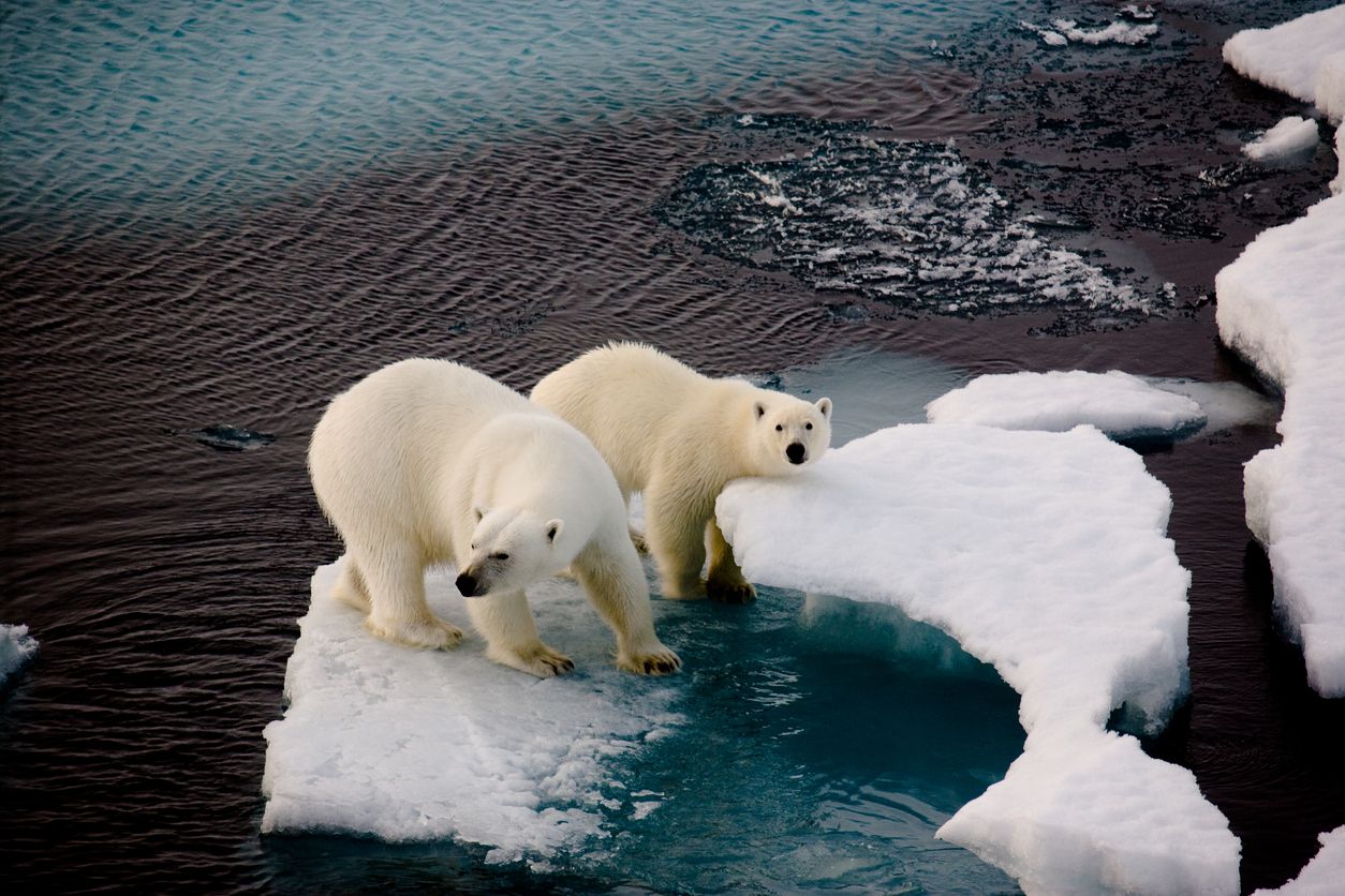 Der Eisbär wurde so schwer verletzt, dass er getötet werden musste.