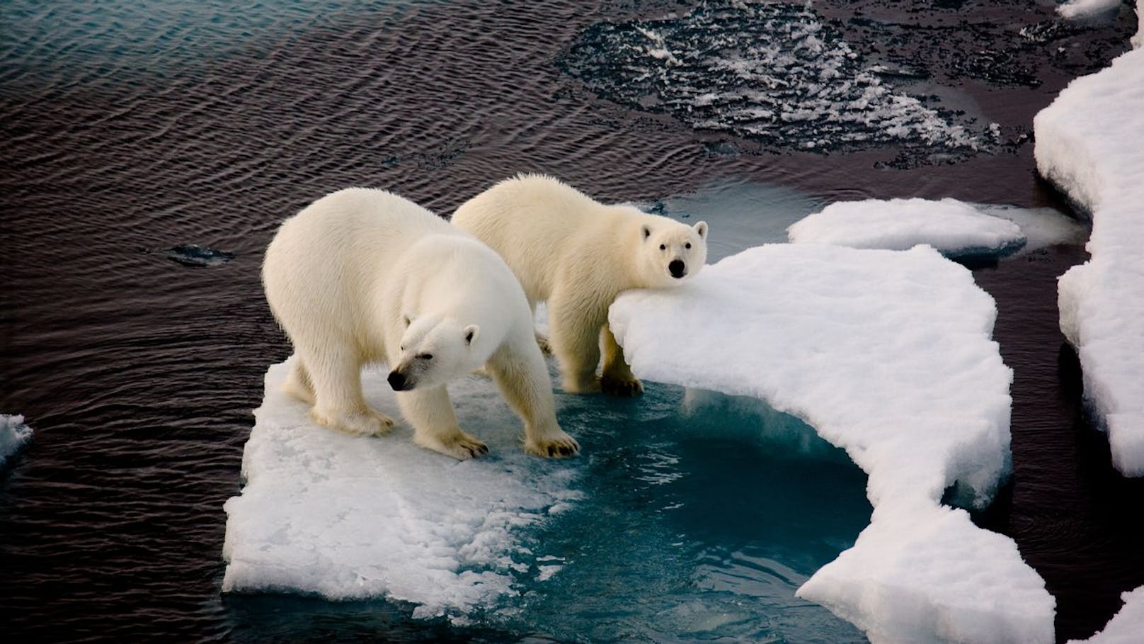 Der Eisbär wurde so schwer verletzt, dass er getötet werden musste.