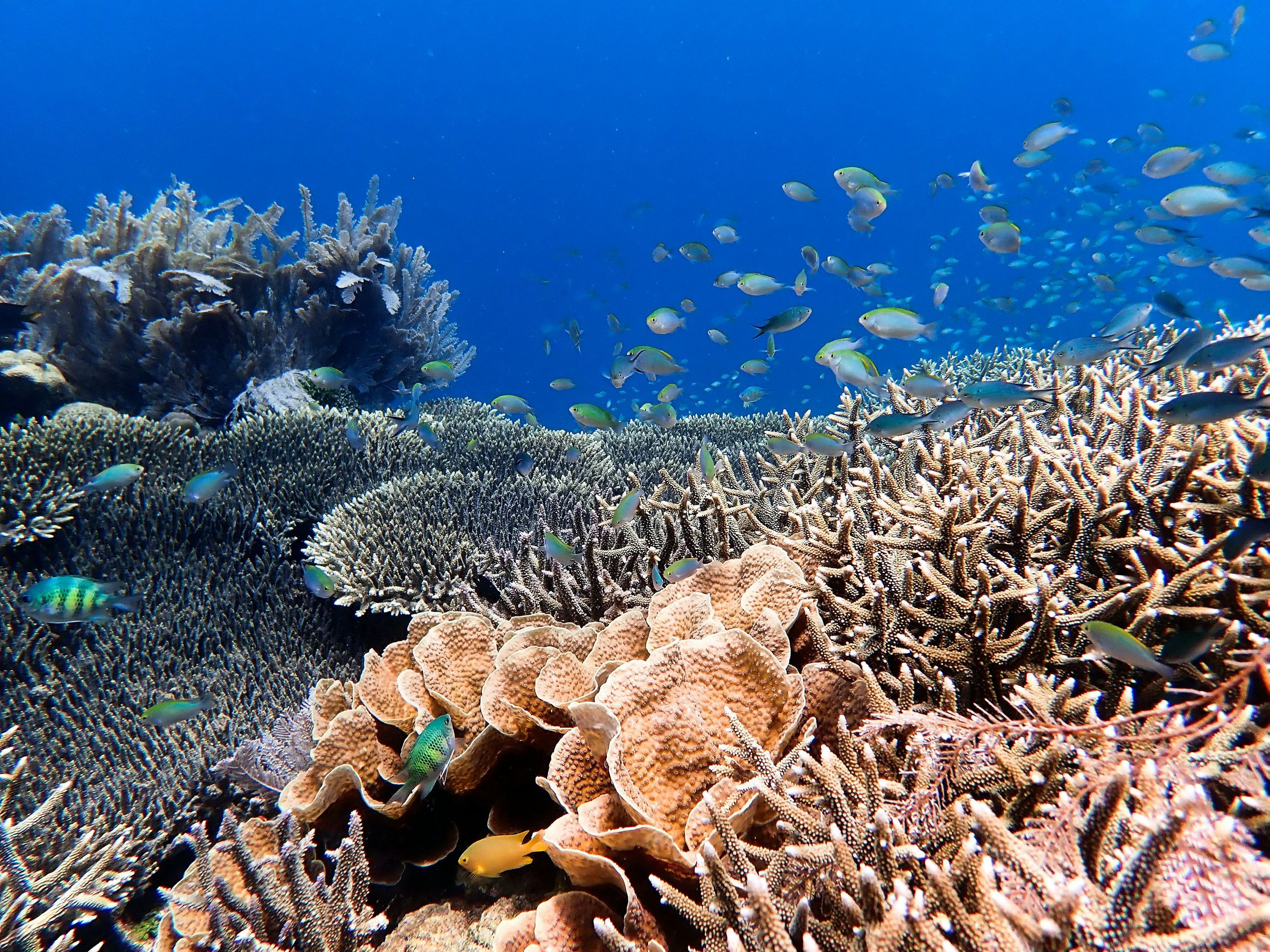 Download von www.picturedesk.com am 31.01.2022 (11:16).  ACT action_30469039 -- . .A school of damselfish on a coral reef. According to scientists from the University of Exeter and University of Bristol, dying coral could be restored by playing the sounds of healthy reefs via underwater loudspeakers to attract young fish. See National News story NNcoral. Dying coral could be restored by playing the sounds of healthy reefs via underwater loudspeakers to attract young fish, suggests a new study. Experts say the "acoustic enrichment" could be a valuable tool in helping to restore damaged coral reefs. The international research team was made up of scientists from the University of Exeter and University of Bristol, and Australia's James Cook University and the Australian Institute of Marine Science. Working on Australia's recently devastated Great Barrier Reef, the team placed loudspeakers underwater playing healthy reef recordings in patches of dead coral. *** Local Caption *** - 20191129_PD2504 - Rechteinfo: Rights Managed (RM)