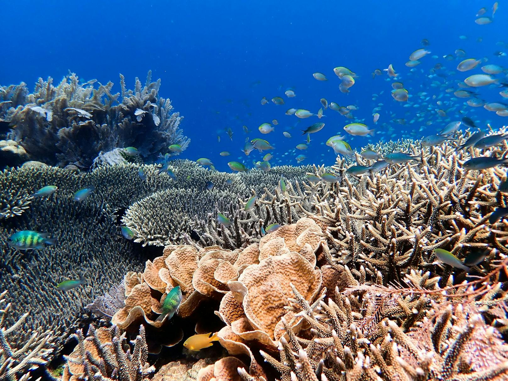 Das australische Great Barrier Reef ist aufgrund der Erderhitzung in Gefahr.