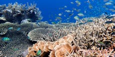Korallenbleiche – Great Barrier Reef erholt sich