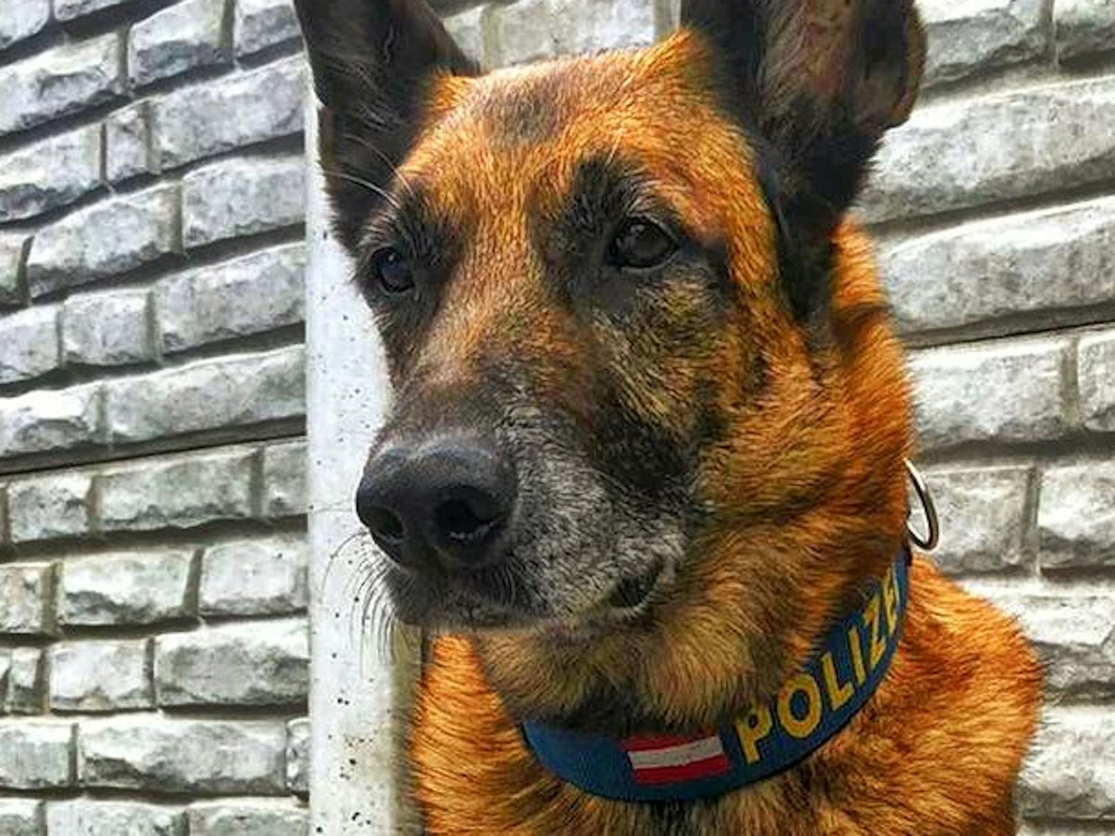 Polizeihund "Tiger" fand den Verunglückten auf Gleisen in Floridsdorf.