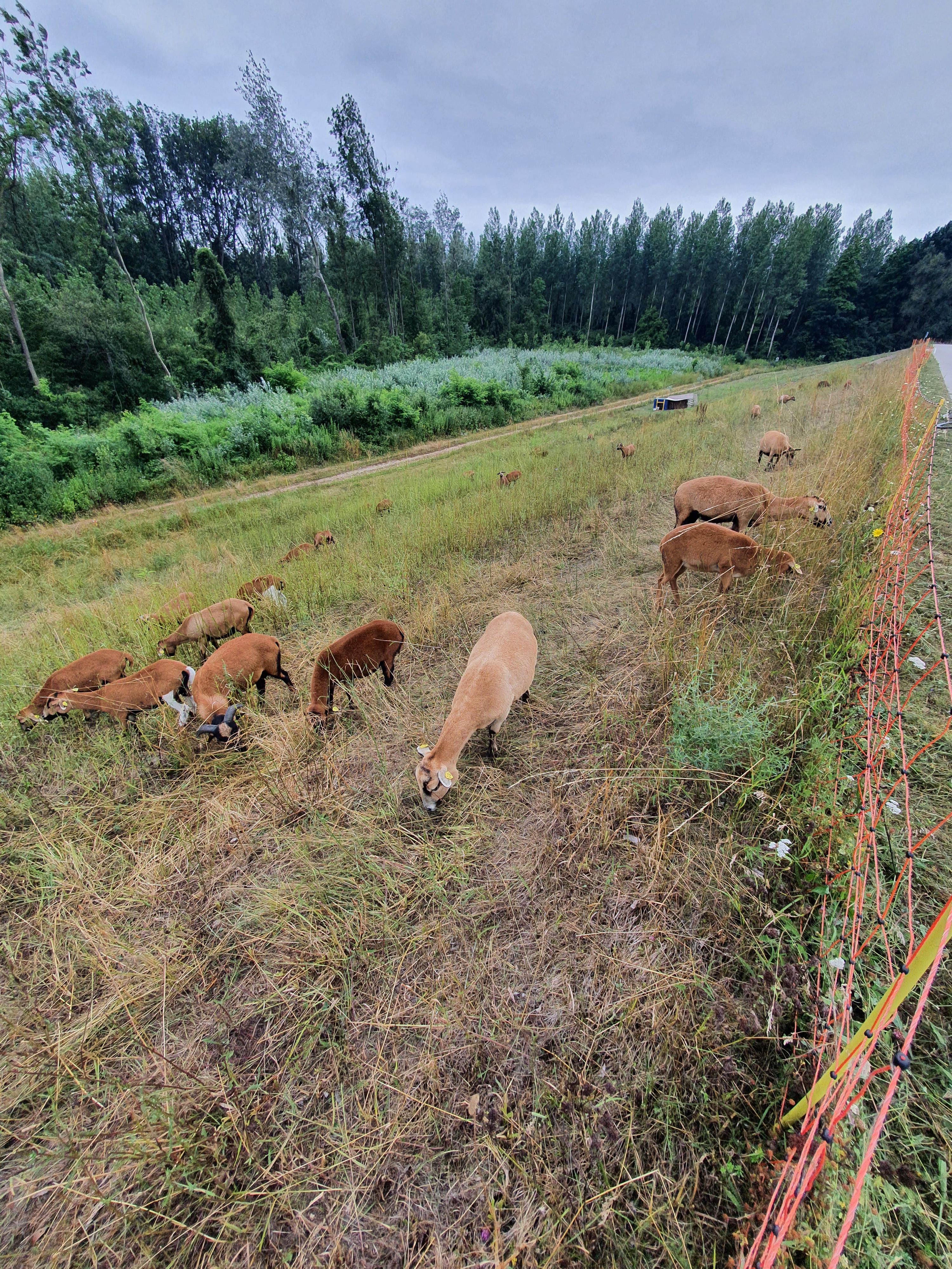 Kamerunschafe gegen Japanischen Staudenknöterich im Einsatz