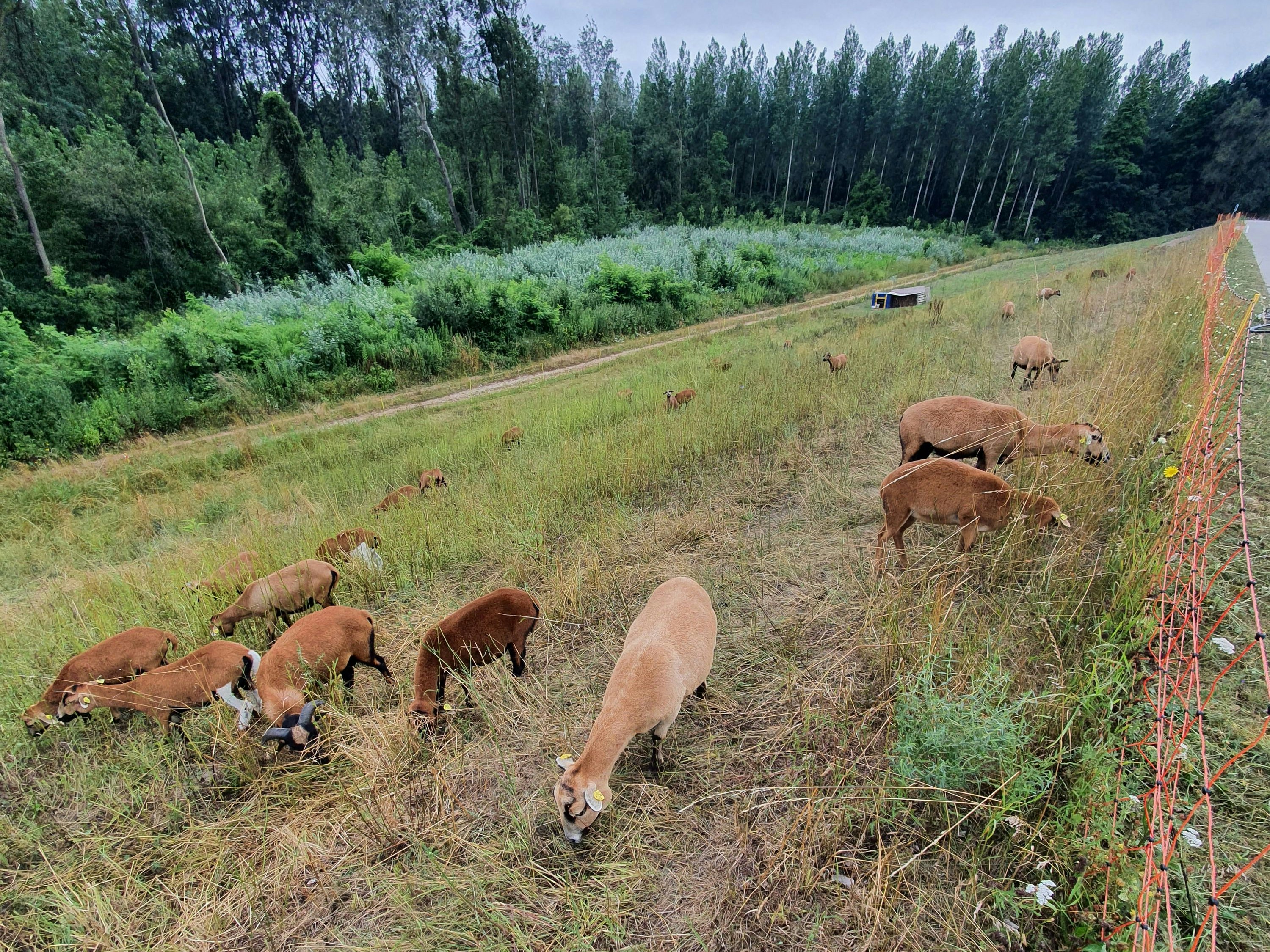 Kamerunschafe gegen Japanischen Staudenknöterich im Einsatz