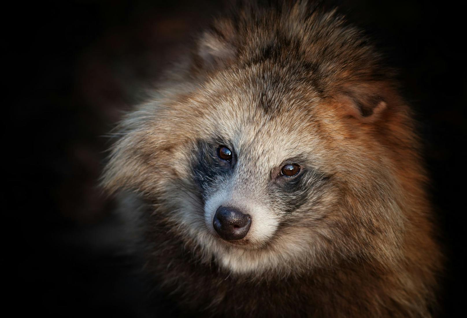 Der Waschbär-, oder Marderhund ist eng mit dem Fuchs verwandt. 