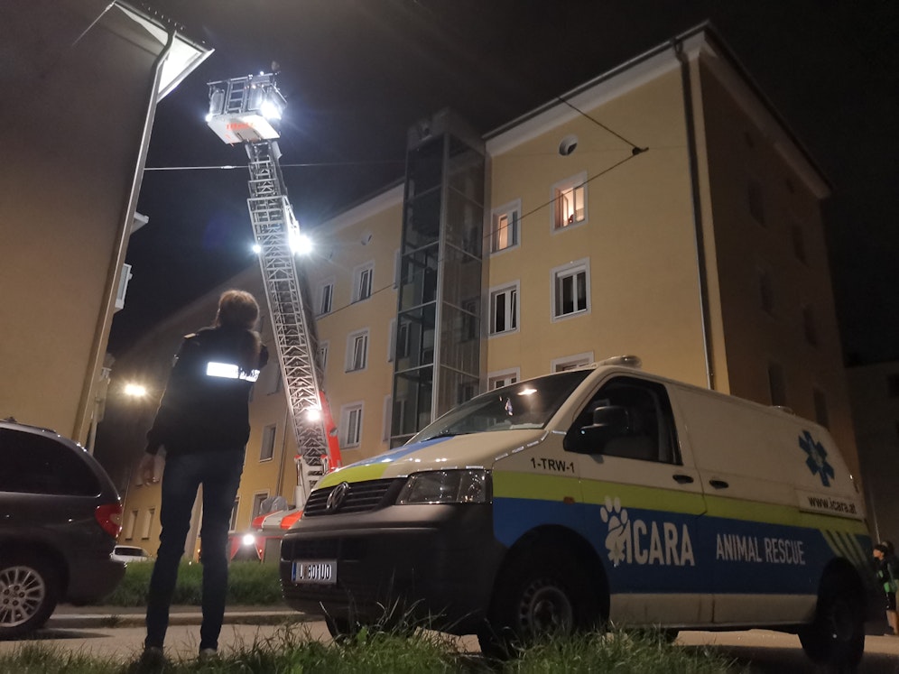 Der Kater gelangte über ein Fenster auf das Dach des Hauses.