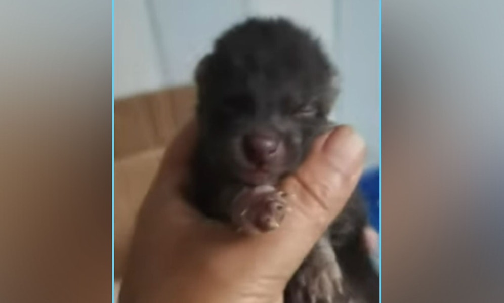 Ein winziges Tierbaby lag völlig hilflos und halb verhungert unter einem Haufen Laub.