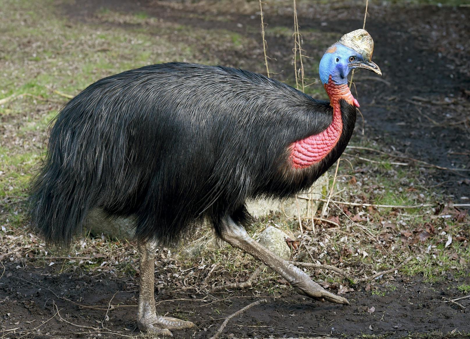 Ausgewachsene, weibliche Tiere könne bis zu 1m70 hoch und 60 Kilogramm schwer werden, was sie zu den größten und schwersten Vögeln überhaupt macht.