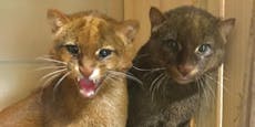 Jaguarundi-Zwillinge als neue Sensation im Weißen Zoo