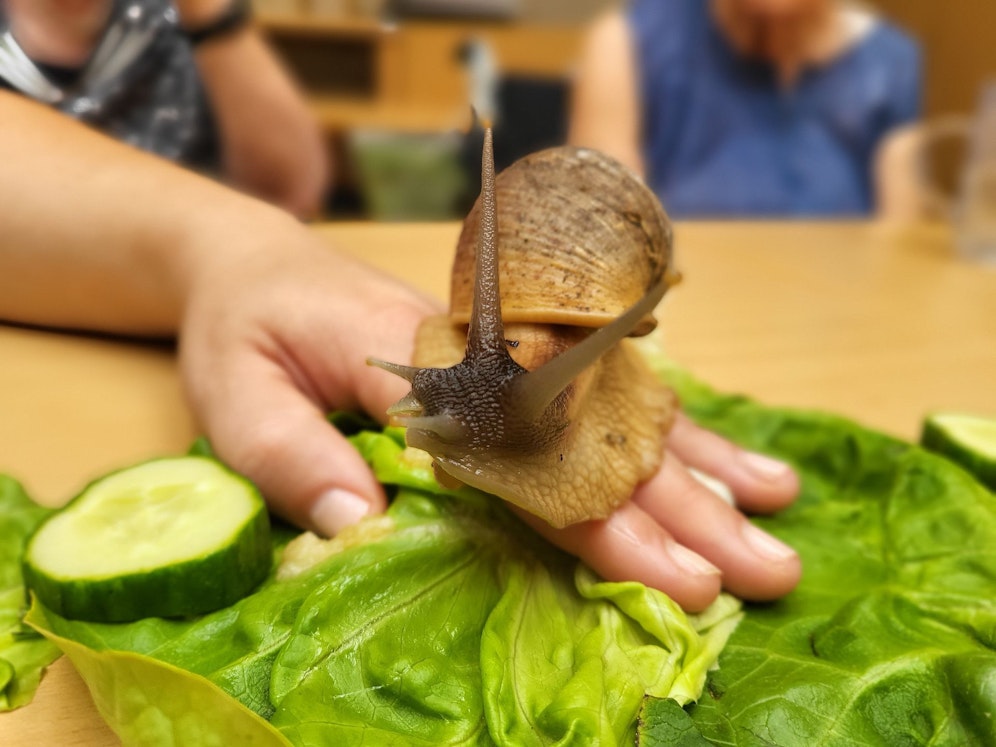 Achatschnecken besuchten die Bewohnerinnen und Bewohner im Pflege- und Betreuungszentrum Bad Vöslau.