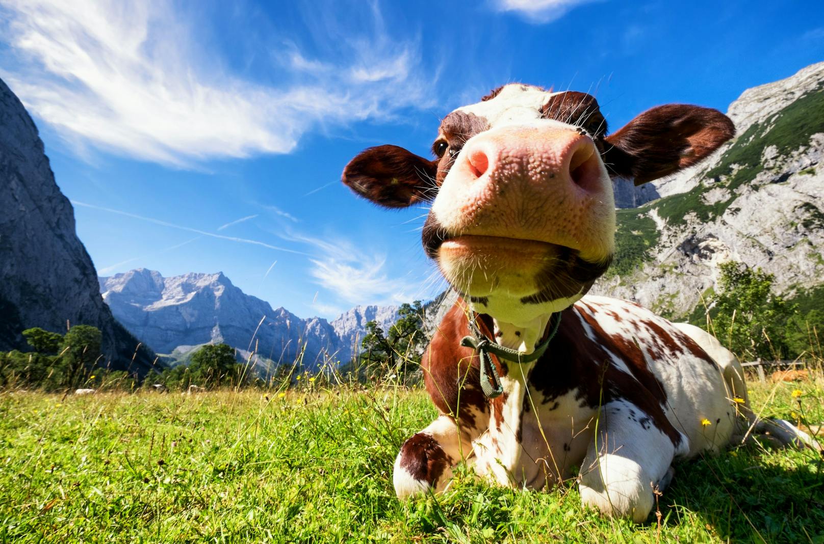 Eine sonnenbadende Kuh im Karwendelgebirge. Symbolbild