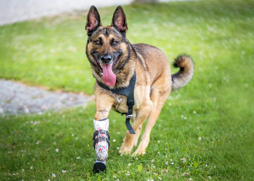 Hightech-Prothese der Vetmed für Hund Henry
