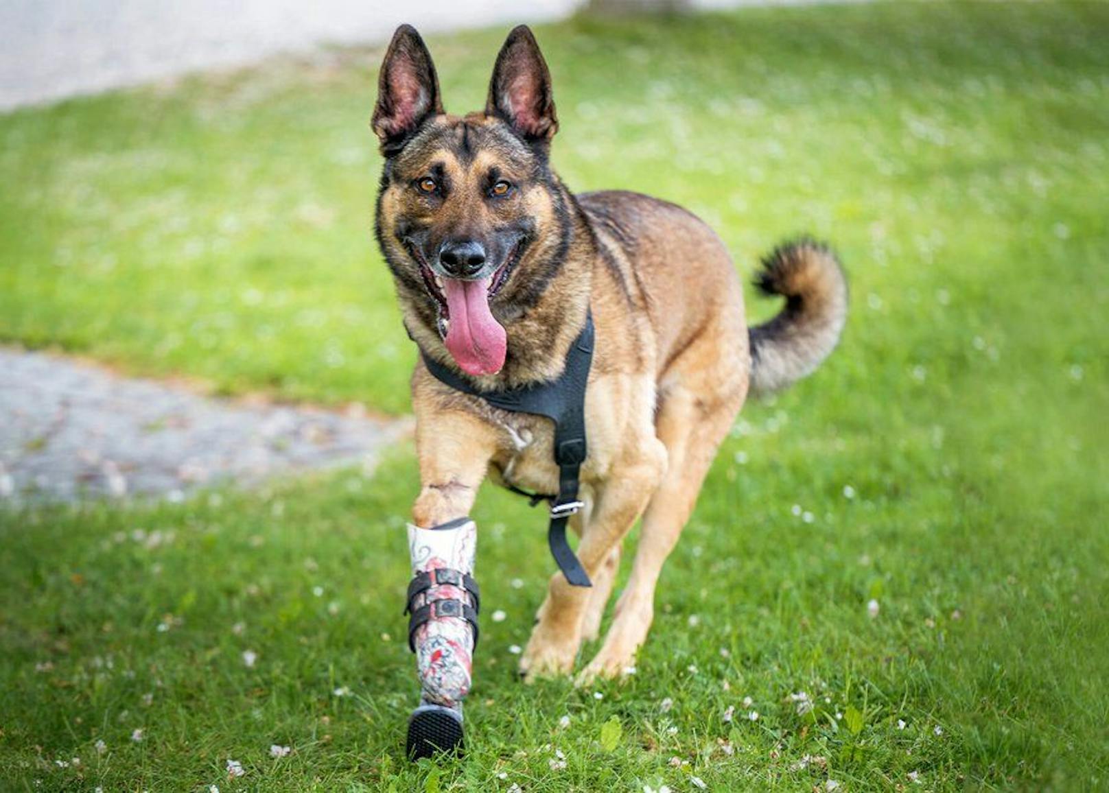 Schäferhund Henry testet für die Vetmed-Uni eine neuartige Prothese.