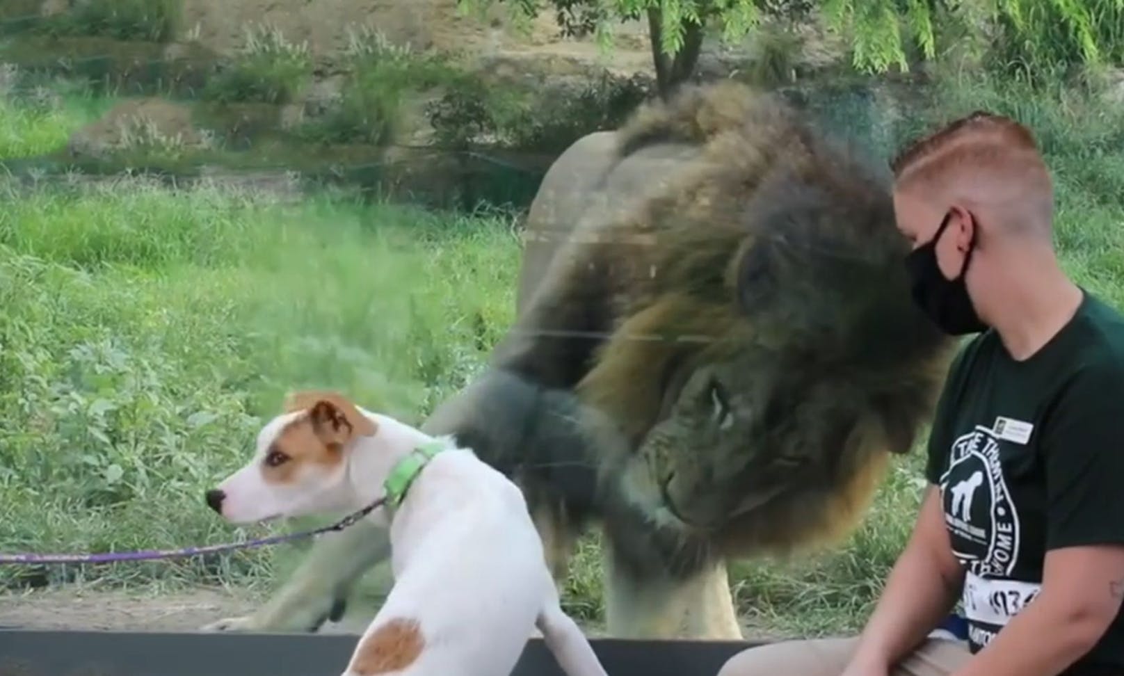 Der Löwe fand sichtlich Gefallen am Hund.