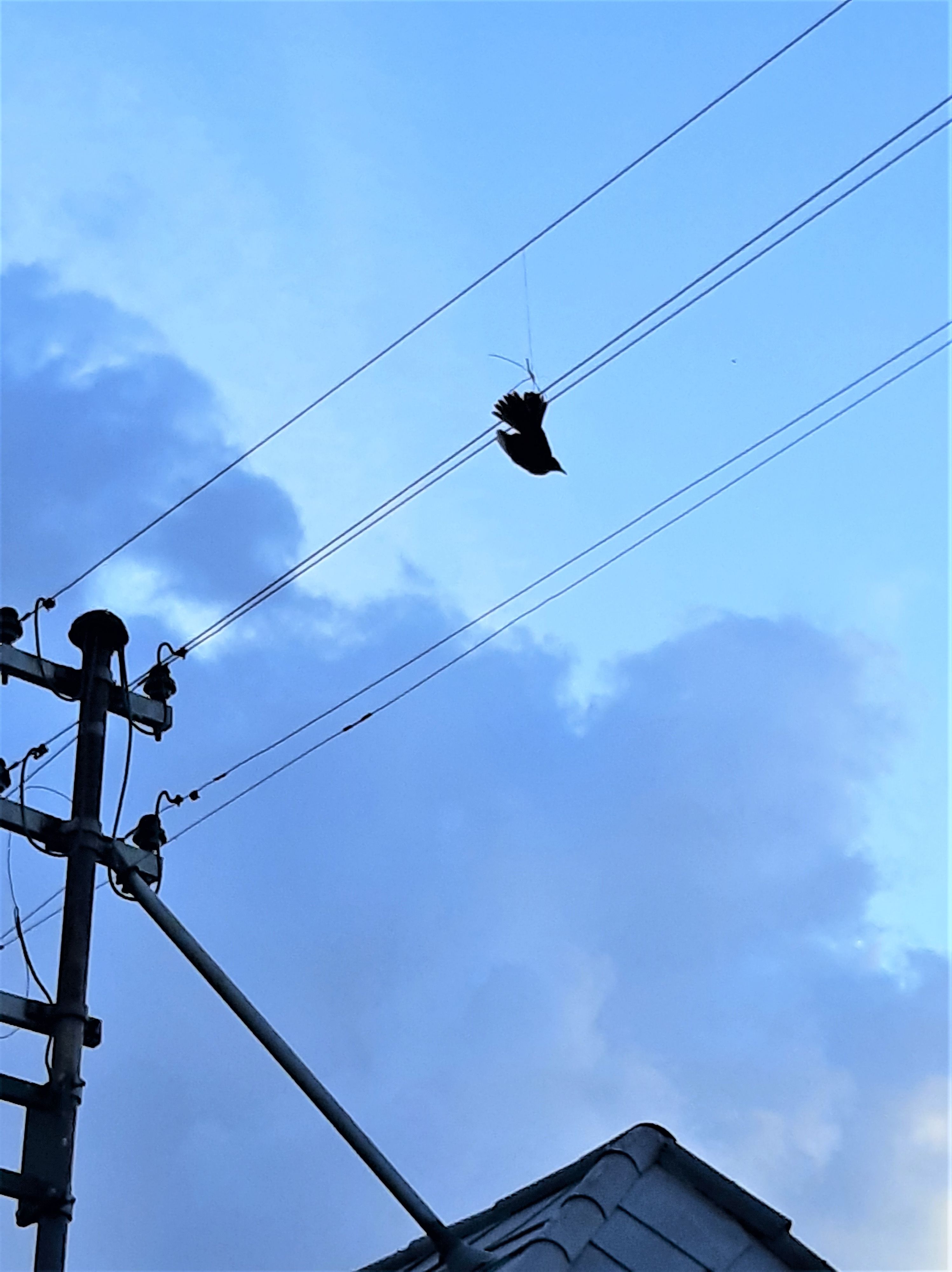 Die Amsel hatte sich in der Leitung verfangen.