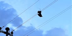 Amsel sorgt für Störungsfall bei Stromnetz in Hollabrunn
