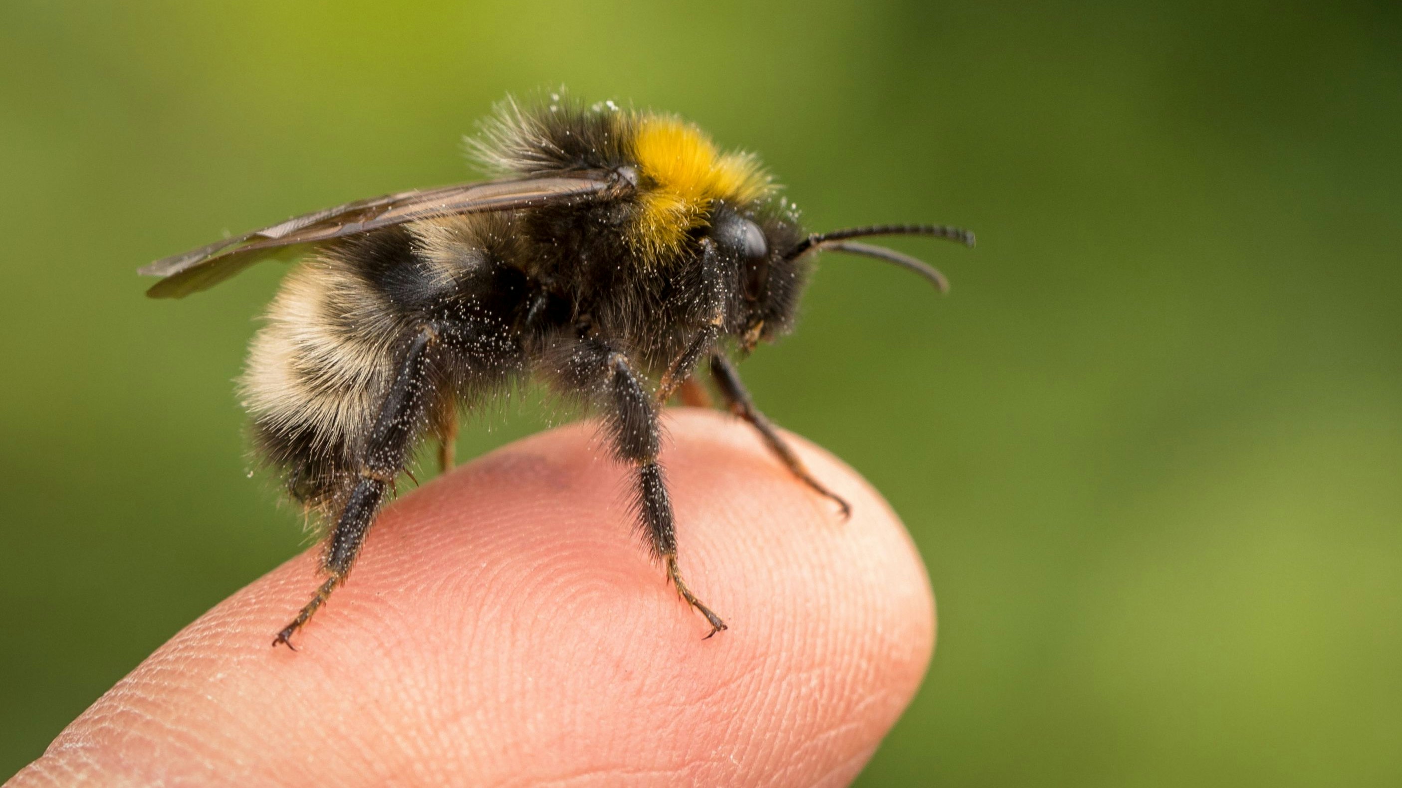 Die kleine Dicke ist uns wesentlich sympathischer als die Wespe. 