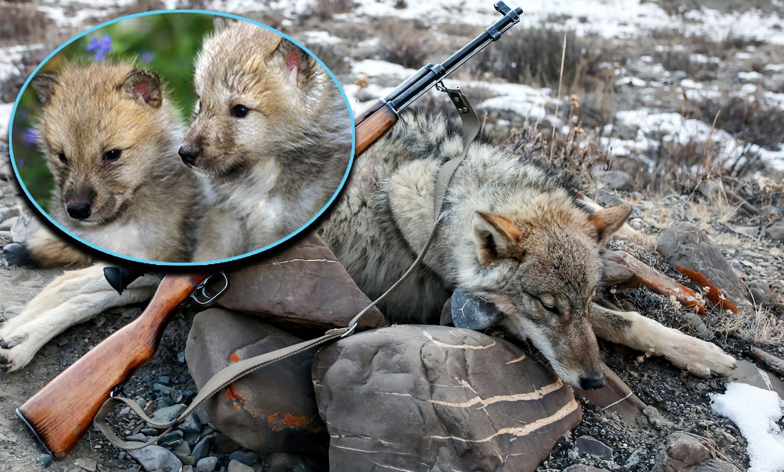 Tierschutzorganisation Pfotenhilfe erstattet nun Anzeige gegen Behörde und Täter, wenn Wolfseltern erschossen werden sollen.