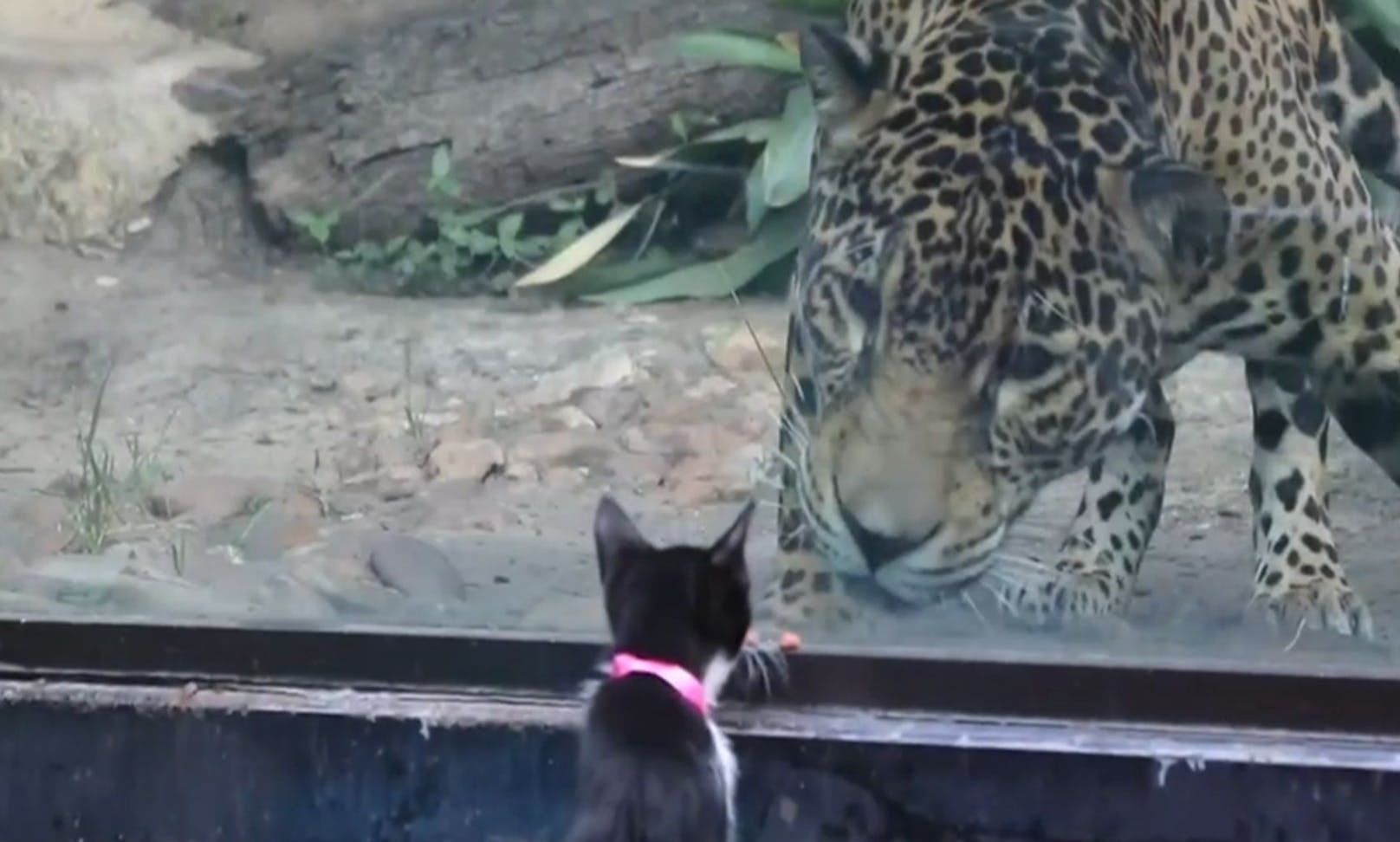 Normalerweise begegnen sich Hauskätzchen und Leopard nicht. Ein Zoo machte allerdings einmal eine Ausnahme.