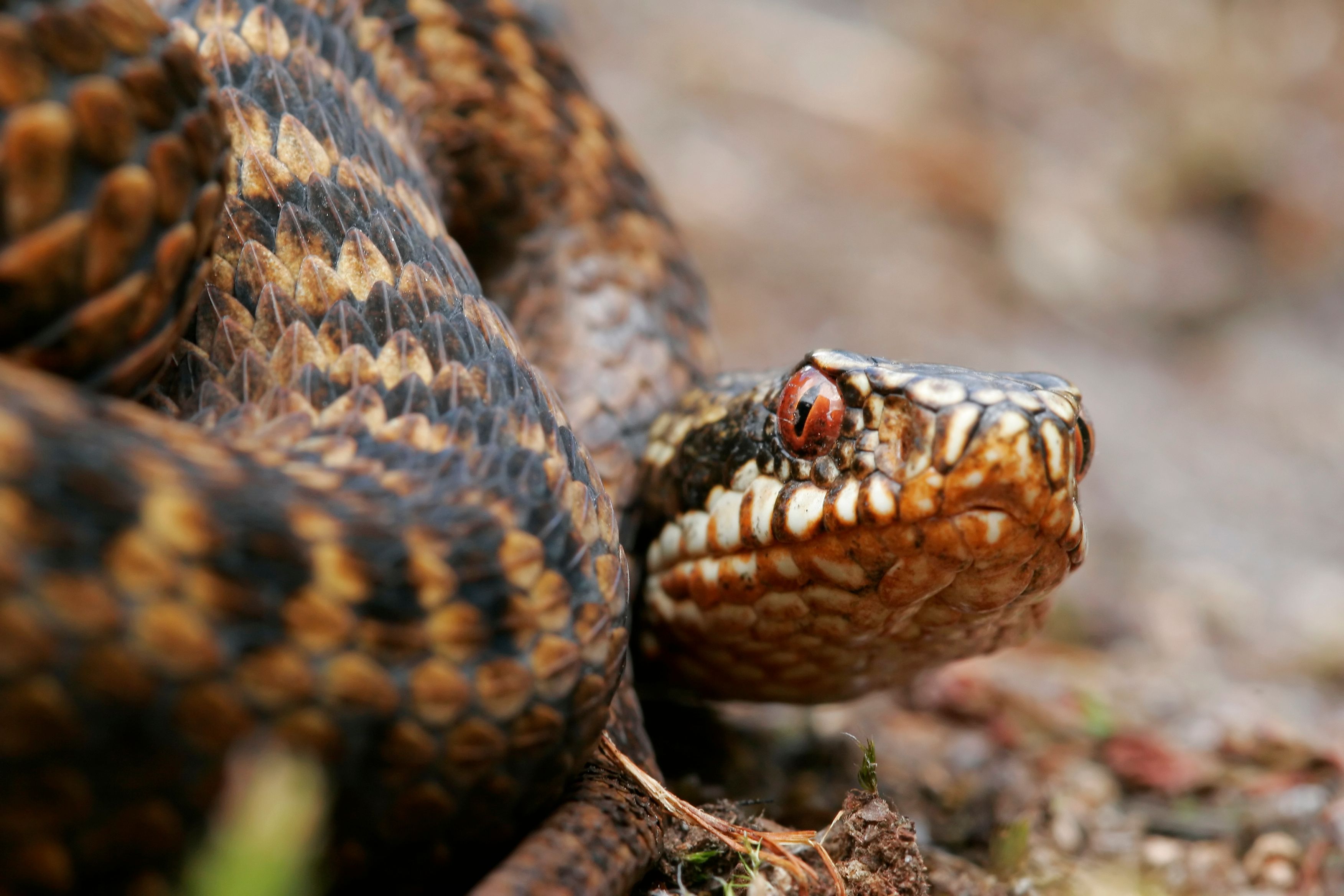 Die Kreuzotter (Vipera berus) ist eine von zwei Giftschlangen-Arten, die in Österreich vorkommen.