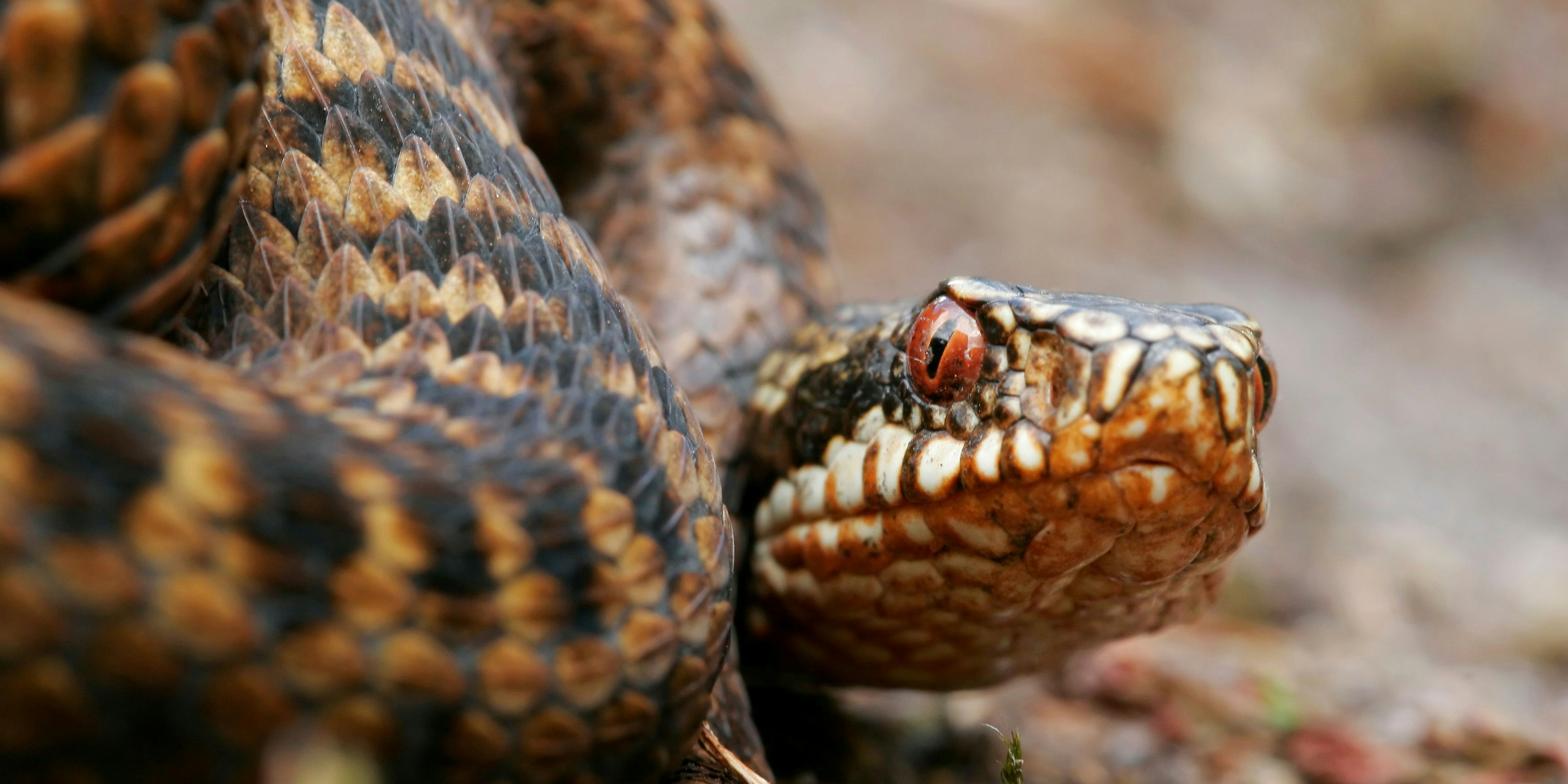 Die Kreuzotter (Vipera berus) ist eine von zwei Giftschlangen-Arten, die in Österreich vorkommen.