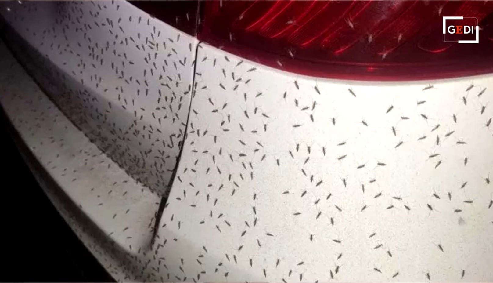 Der italienische Urlaubsort Orbetello kämpft aktuell mit einer Gelsen-Invasion - hier sind die Insekten auf einem Auto.