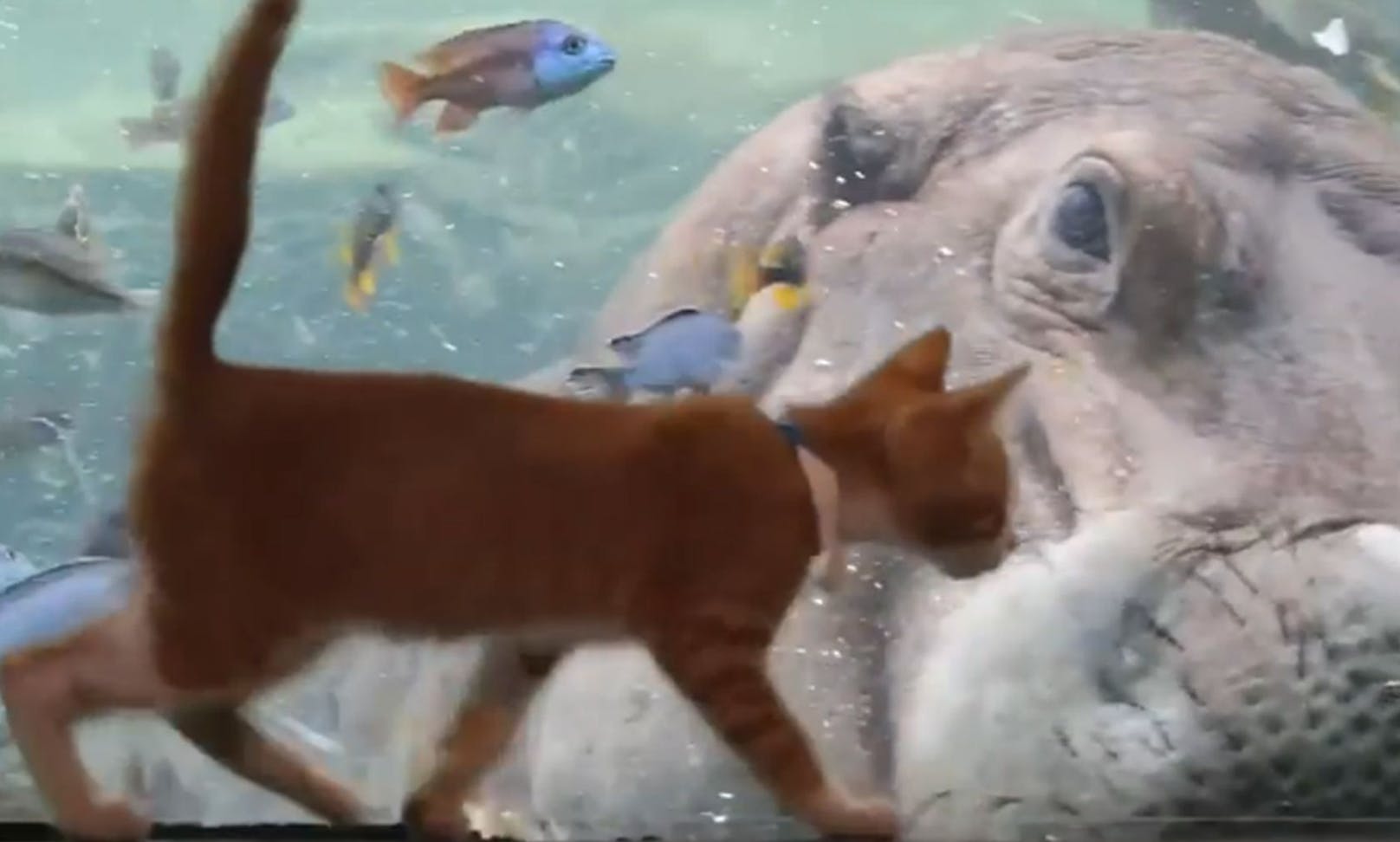 Das rote Kätzchen hatte überhaupt keine Furcht vorm neugierigen Nilpferd. Waren die Fische doch viel interessanter.