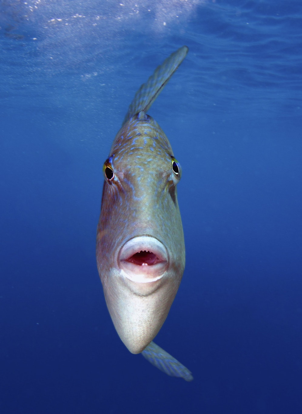 In Südfrankreich häufen sich Berichte von Beißattacken durch Graue Drückerfische.