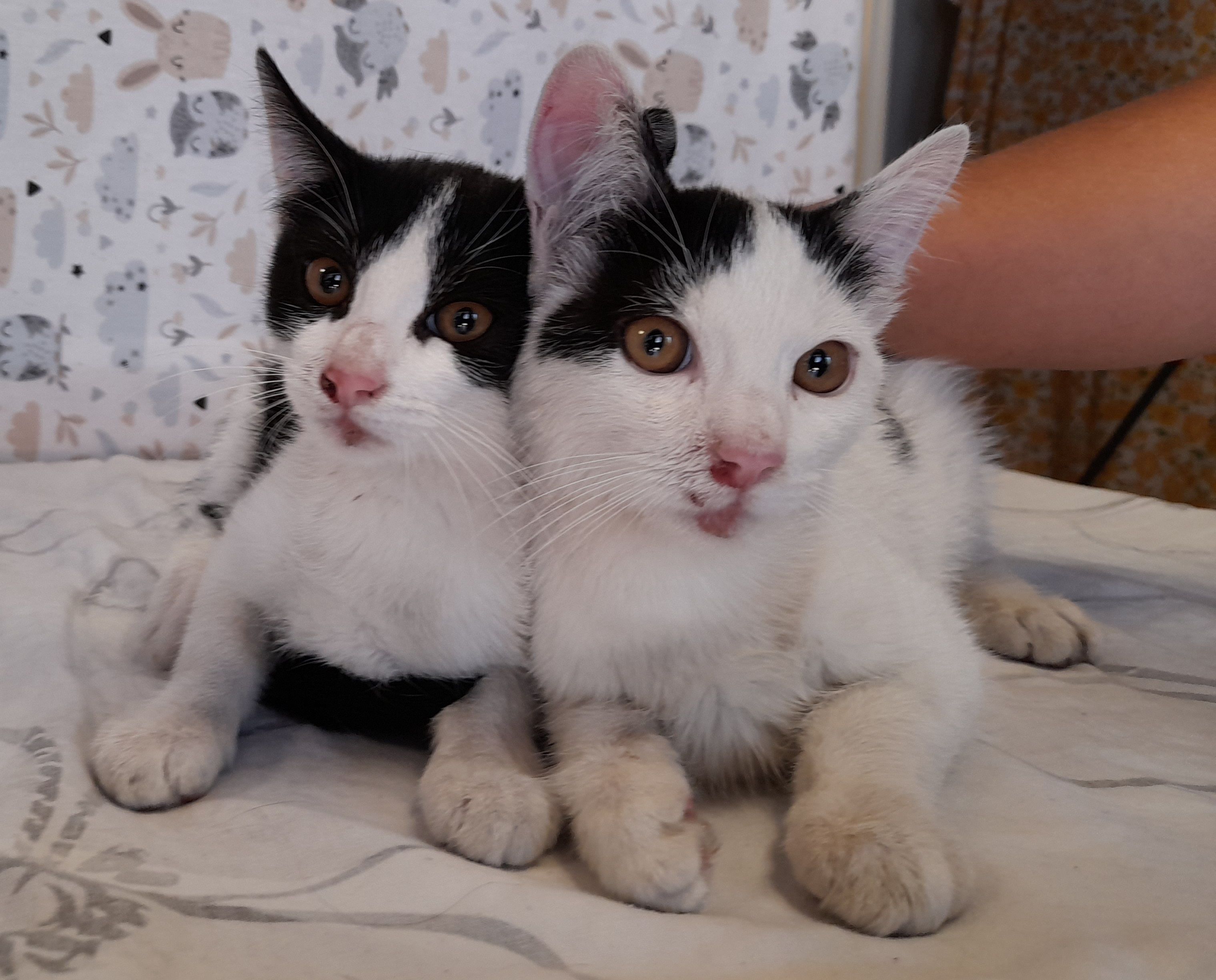 Diese zwei Kätzchen wurden an einem Misthaufen an Rand einer Landstraße ausgesetzt.
