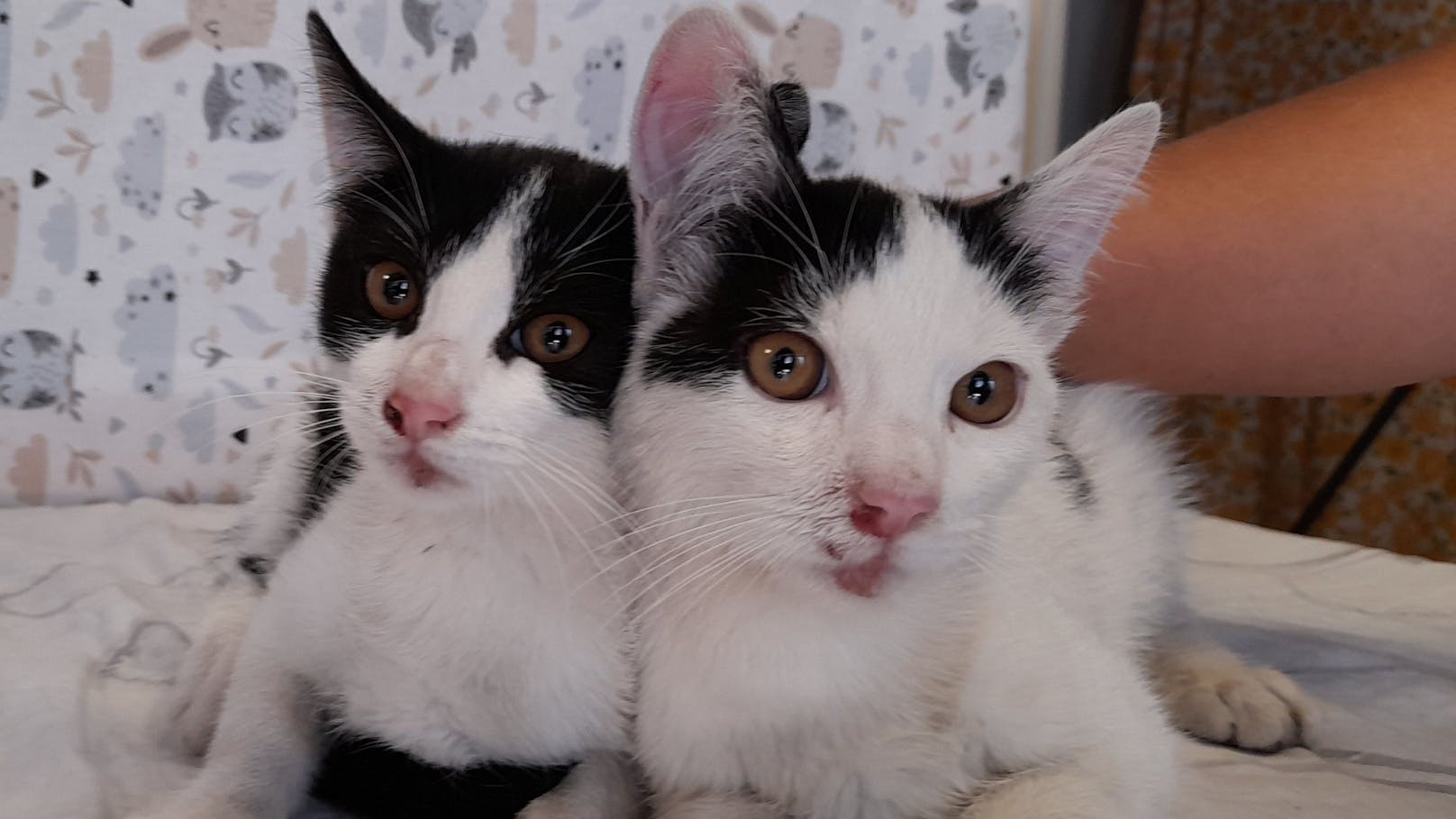 Diese zwei Kätzchen wurden an einem Misthaufen an Rand einer Landstraße ausgesetzt.