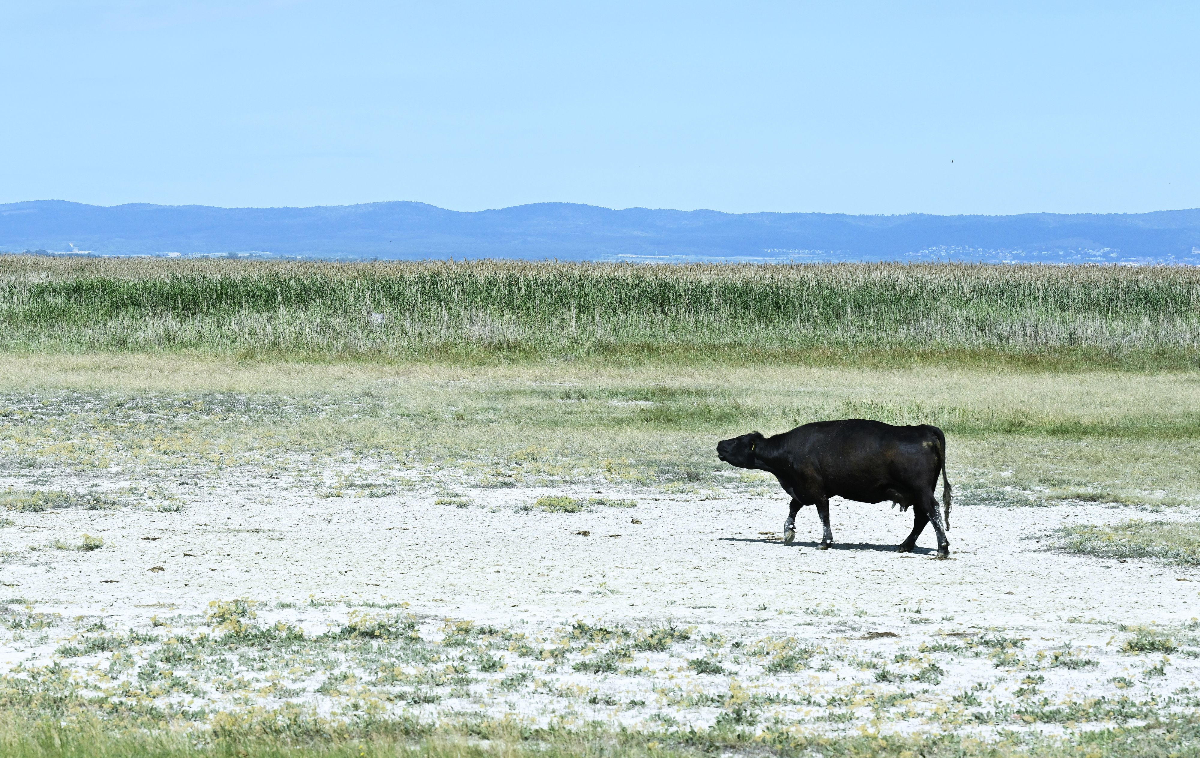 Ein Aberdeen Angus Rind nahe Illmitz.&nbsp;Der Pegel des Neusiedler Sees im Burgenland erreicht durch die anhaltende Trockenheit einen historischen Tiefstand.