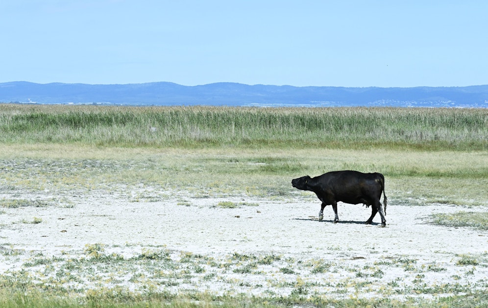 Nichts zu fressen! Bereits im Vorjahr hatten Landwirte – wie hier im Burgenland - große Mühe, ihre Tiere satt zu bekommen und ihre Felder mit ausreichend Wasser zu versorgen. 2023 könnte noch ärger werden. 