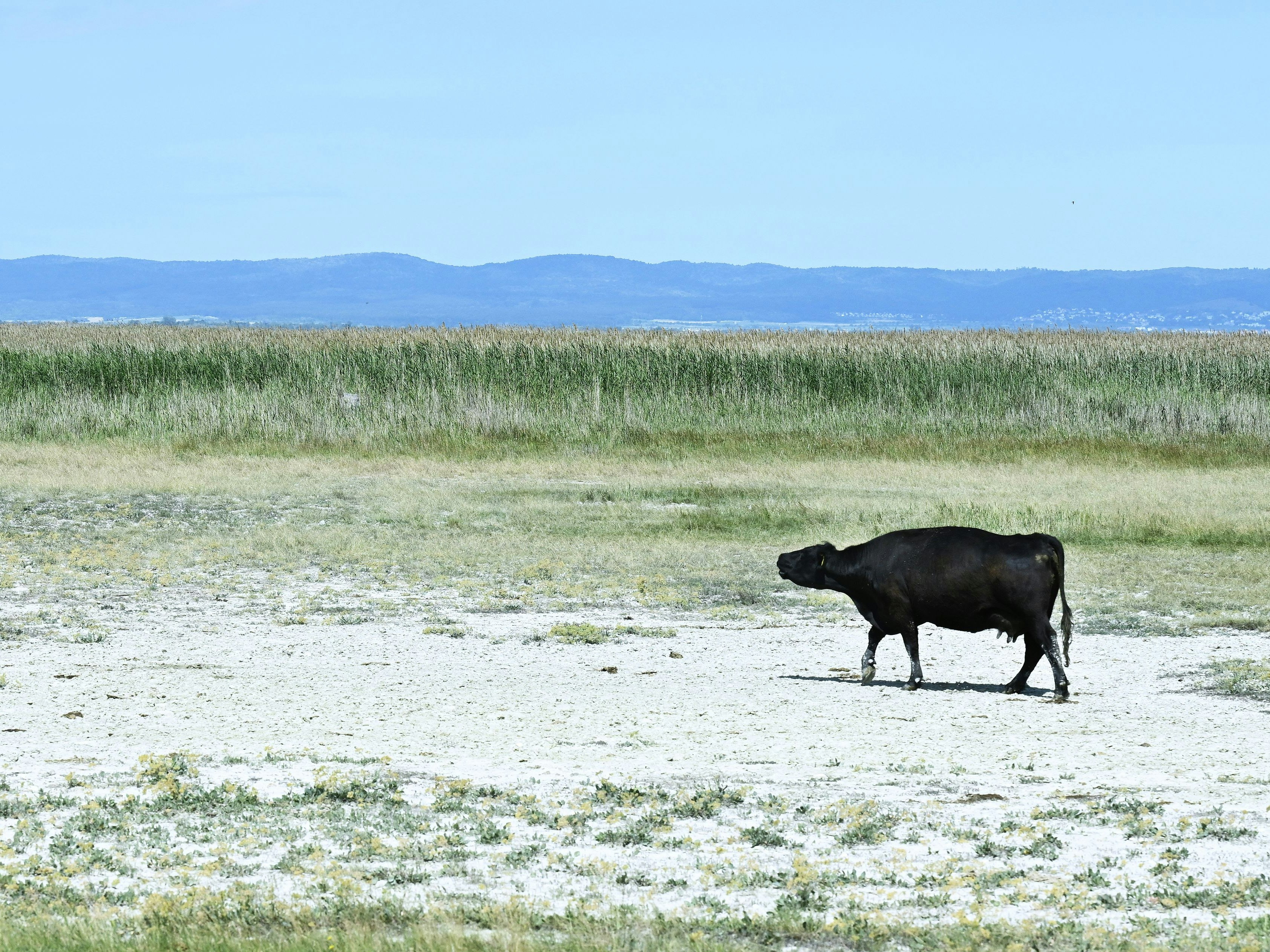 Download von www.picturedesk.com am 12.08.2022 (15:01).  ABD0014_20220705 - ILLMITZ - ÖSTERREICH: ++ THEMENBILD ++ Ein Aberdeen Angus Rind am Dienstag, 21. Juni 2022, in der Hölle am Neusiedler See bei Illmitz. - FOTO: APA/NINA KORNBERGER - 20220621_PD19831 - Rechteinfo: Rights Managed (RM)