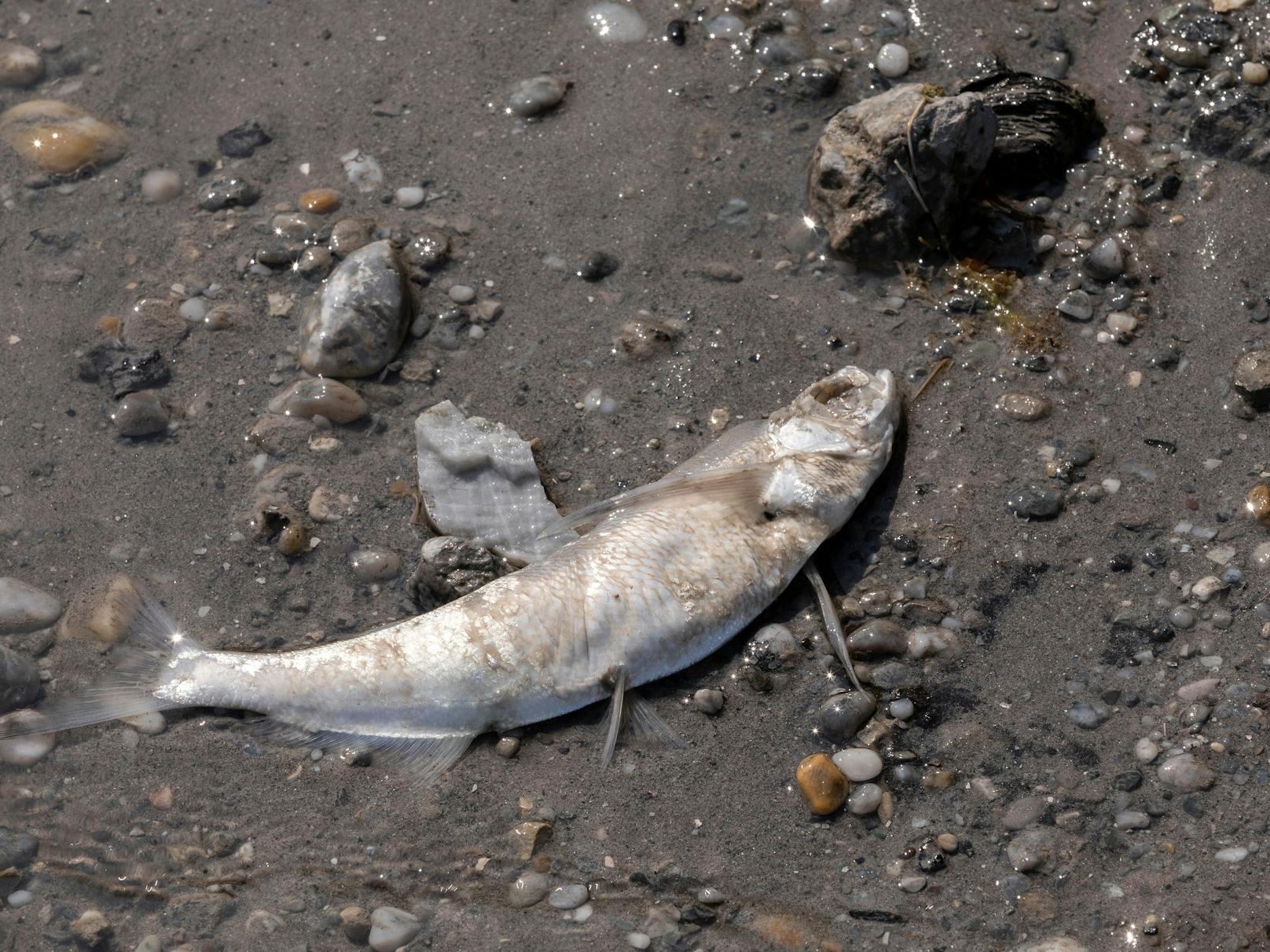 Der Pegel des Neusiedler Sees im Burgenland erreicht durch die anhaltende Trockenheit einen historischen Tiefstand. Besonders schlimm ist die Situation im Seewinkel, viele Fische sterben.