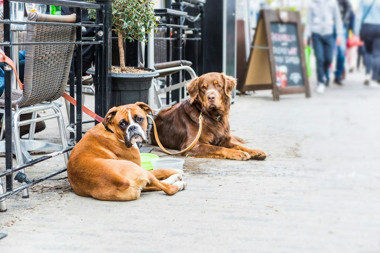 "Karma wird euch finden" – Lokal gab Hunden kein Wasser