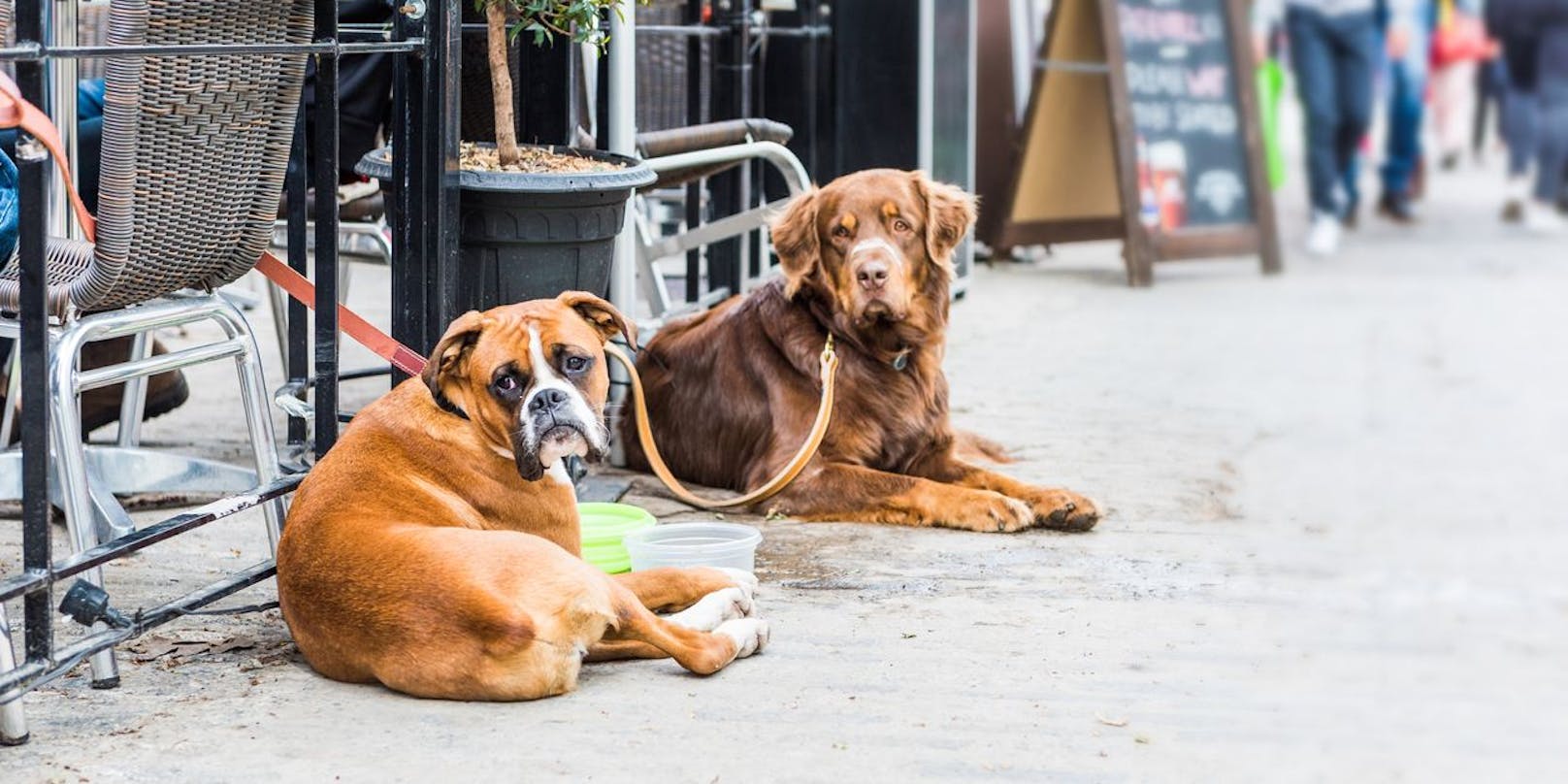 Ein Basler Restaurant verweigerte an einem heißen Sommertag Ende Juli einer Frau Wasser für ihre Hunde. Die Antwort war für die Hundebesitzerin nicht nachvollziehbar.