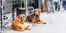 "Karma wird euch finden" – Lokal gab Hunden kein Wasser