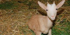 Tierische Physio – Ziege lernt nach Sturz wieder laufen